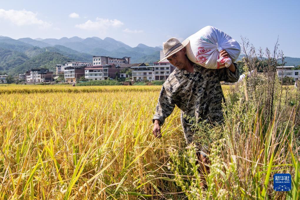 免费送500大白菜